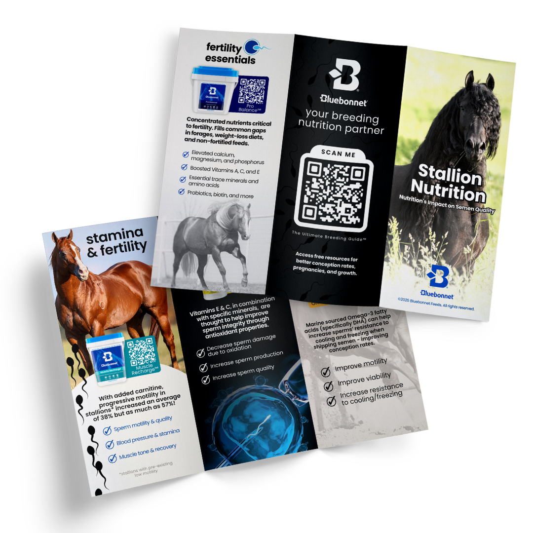 Brochure | Stallion
