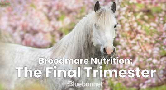 Broodmare Nutrition: The Final Trimester