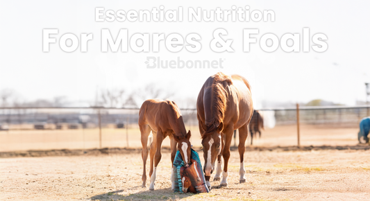 Essential Nutrition for Mares & Foals