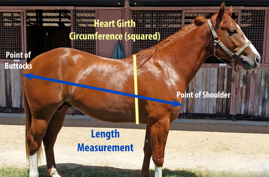 Estimating Body Weight of Your Horse