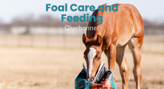 Foal Care and Feeding