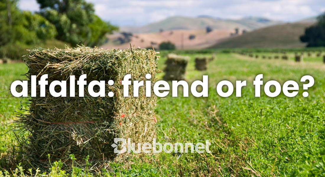 Alfalfa: Friend or Foe?