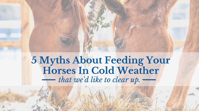 5 Myths About Feeding Your Horses In Cold Weather