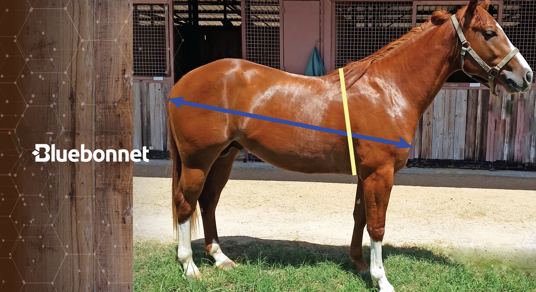 Estimating Body Weight of Your Horse