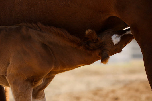 Nutritional Needs for Mares & Foals