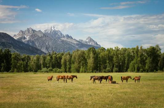 Hay & Forage Podcast Episode Guide