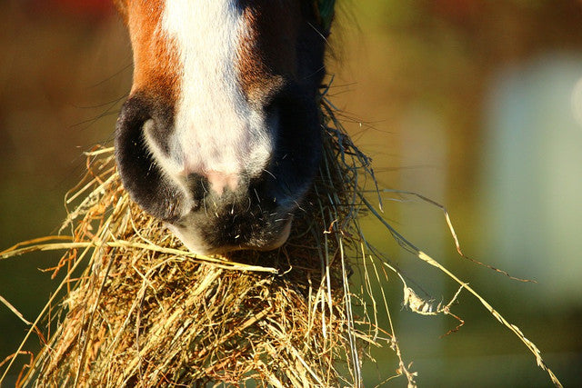 Hay Quality Determined by Time of Harvest