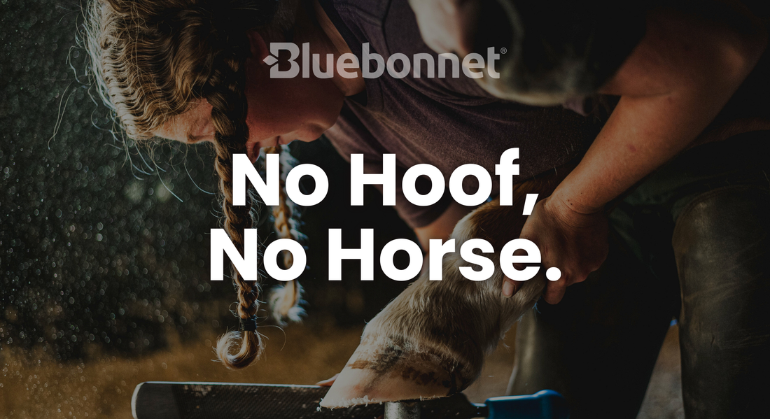 No Hoof, No Horse