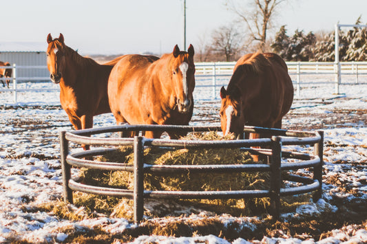 Cold Weather Feeding Tips