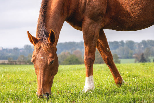 Feeding the Metabolic Horse