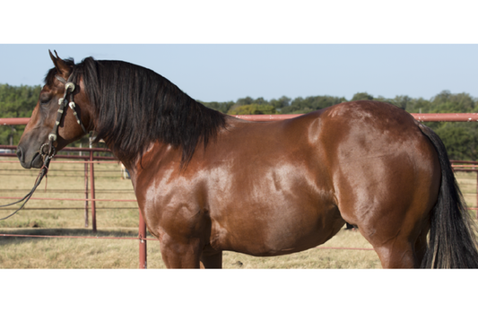 Equine Obesity