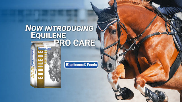 Equilene Pro Care