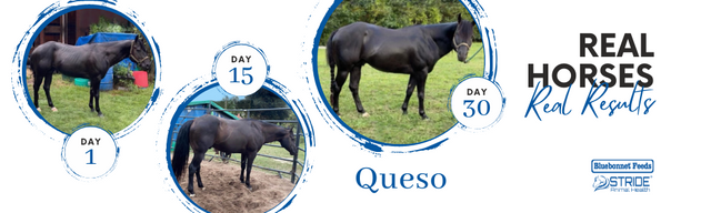 How Queso safely gained weight, condition and shine in 30 days with Bluebonnet Feeds and Stride Animal Health