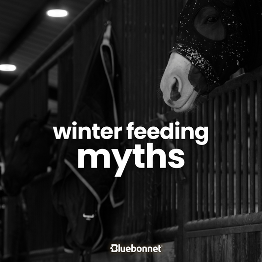 Winter feeding myths with horse silhouettes in background.
