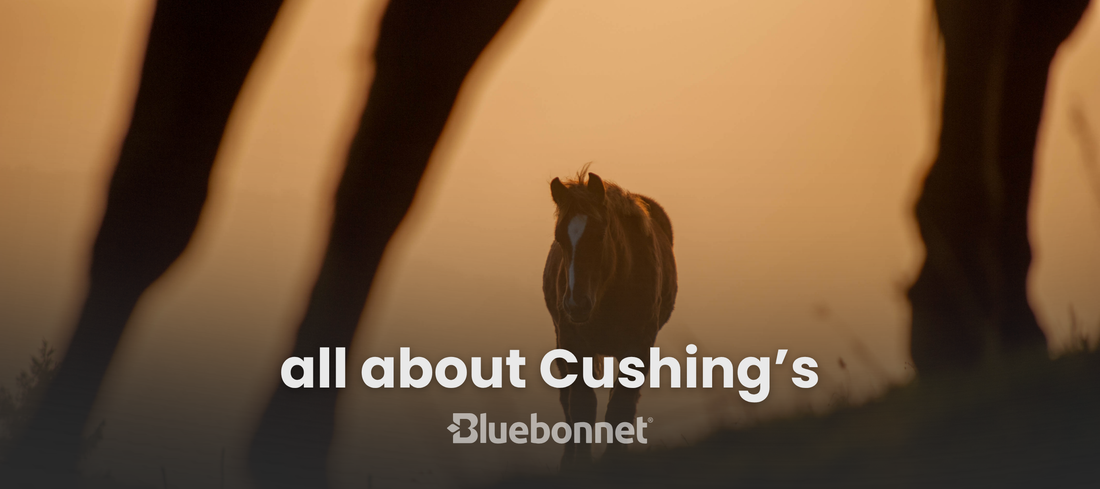 Silhouette of a horse with text about Cushing's disease.
