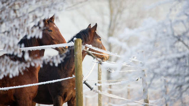 Top Ways to Keep Horses Warm in the Winter