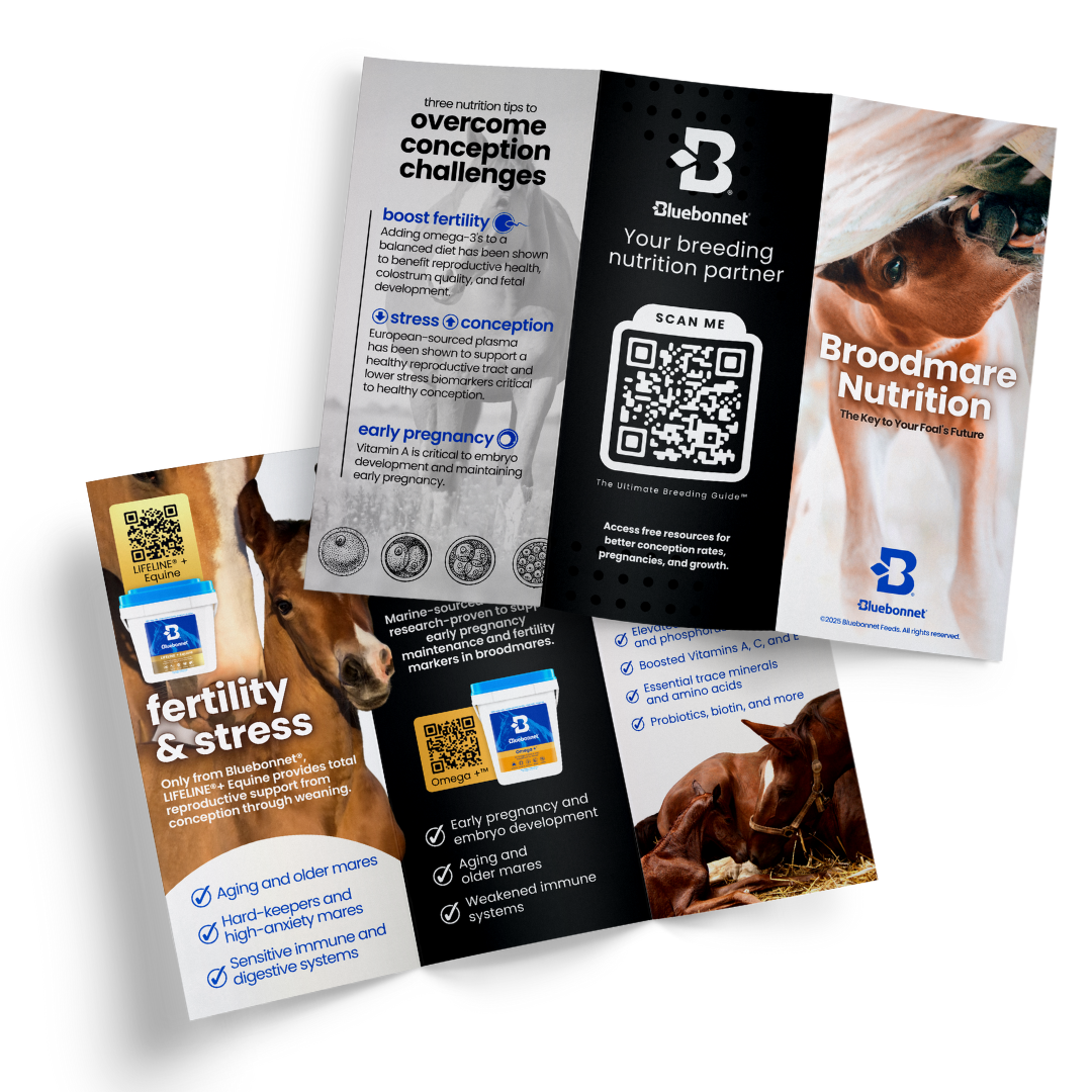 Brochure | Broodmare