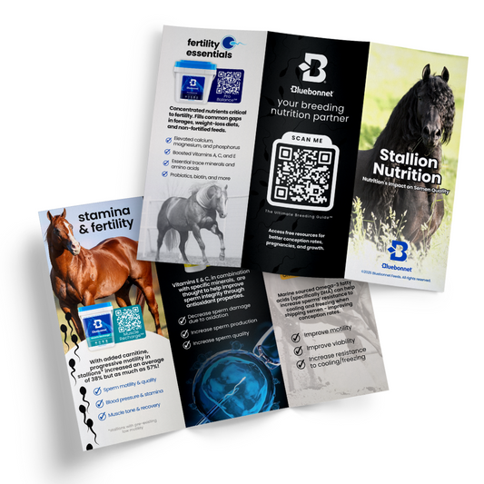 Brochure | Stallion